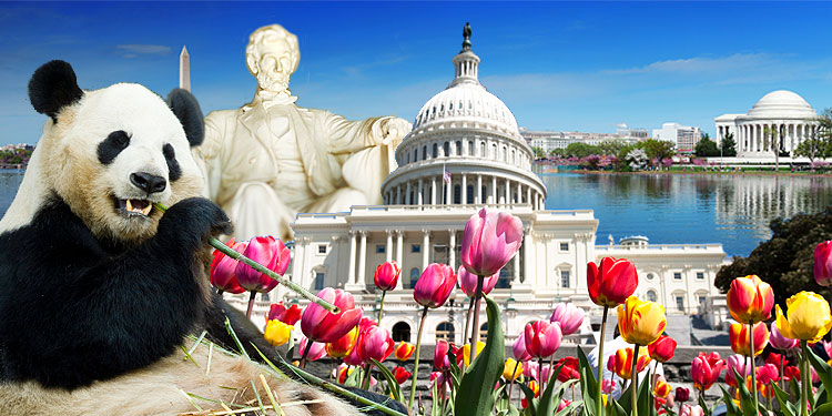 السياحة في واشنطن: 7 نصائح لتوفير اموالك