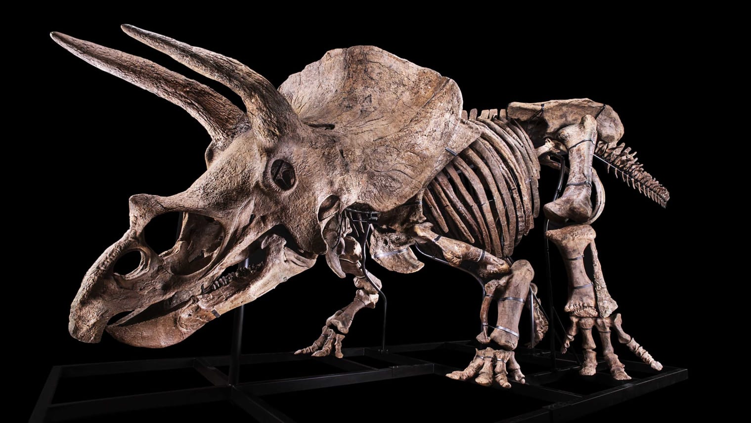 بيع بقايا ديناصور تم العثور عليه في امريكا مقابل 7.7 مليون دولار