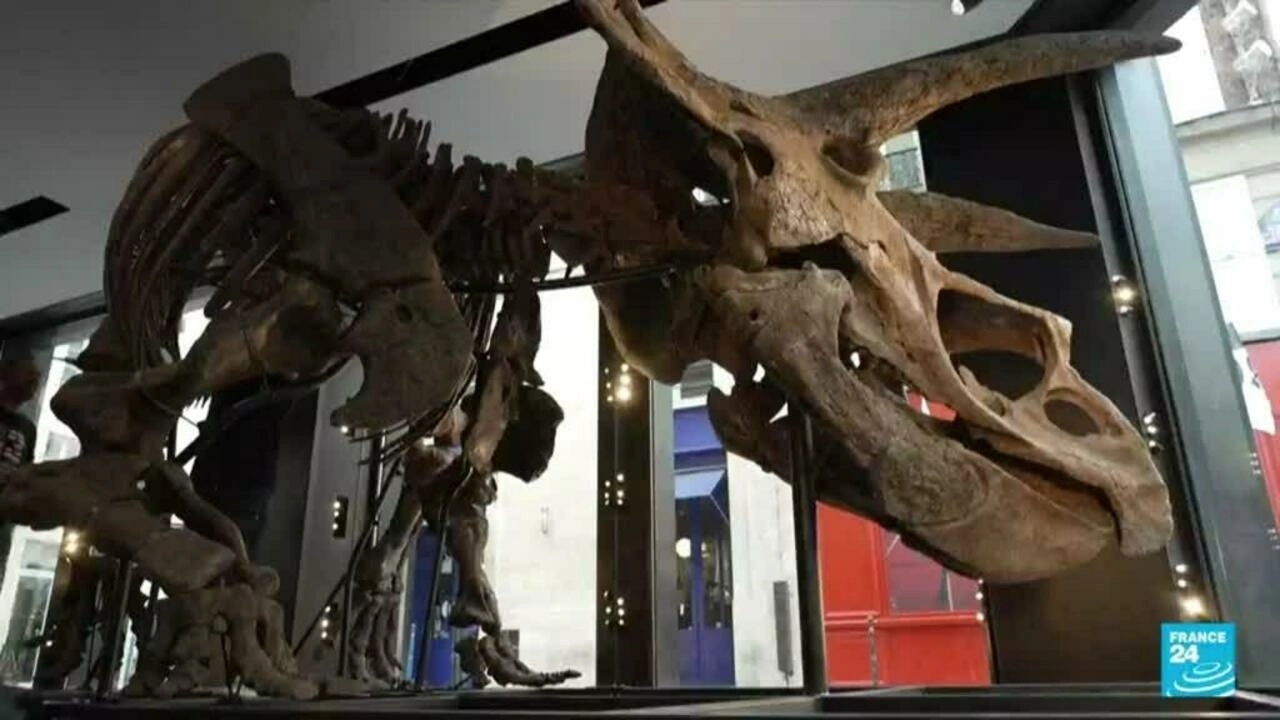 بيع بقايا ديناصور تم العثور عليه في امريكا مقابل 7.7 مليون دولار